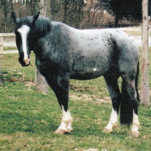 Horse Trainers in Missouri photo5